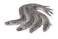 Fresh raw european conger eels