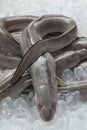 Fresh raw european conger eels