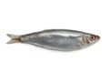 Fresh raw European sprat Royalty Free Stock Photo