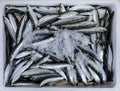 Fresh raw Europian pilchard fishes or Sardina pilchardus on ice in the box on the counter at the fish market in Athens on April