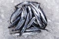 Fresh raw fish anchovy on ice Royalty Free Stock Photo
