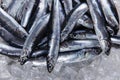 Fresh raw fish anchovy on ice Royalty Free Stock Photo