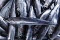 Fresh raw fish anchovy on ice Royalty Free Stock Photo