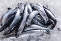 Fresh raw fish anchovy on ice seafood Royalty Free Stock Photo