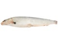 Fresh raw fish Arctic cisco