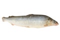 Fresh raw fish Arctic cisco