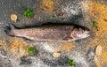 Fresh raw fish brown trout Royalty Free Stock Photo