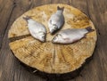 Fresh raw fish carp caught lying on a wooden stump. Live fish crucian Carassius auratus gibelio.