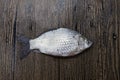 Fresh raw fish carp caught lying on a wooden stump. Live fish crucian Carassius auratus gibelio.