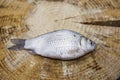 Fresh raw fish carp caught lying on a wooden stump. Live fish crucian Carassius auratus gibelio.