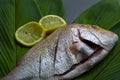 Fresh raw fish with green leaf and lemon Royalty Free Stock Photo