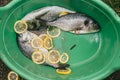 Fresh and raw fish with lemon and parsley on the grid Barbeque in the garden in summer ready and wait for the rost