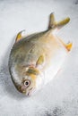 Fresh raw fish pompano on kitchen table. White background. Top view Royalty Free Stock Photo