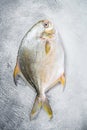 Fresh raw fish pompano on kitchen table. White background. Top view Royalty Free Stock Photo