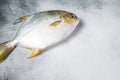 Fresh raw fish pompano on kitchen table. White background. Top view. Copy space Royalty Free Stock Photo