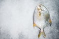Fresh raw fish pompano on kitchen table. White background. Top view. Copy space Royalty Free Stock Photo