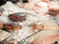 Fresh raw fish sale in market. Royalty Free Stock Photo