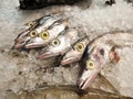 Fresh raw fish sale in market. Royalty Free Stock Photo