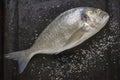 Fresh raw fish of sea bream on black baking sheet