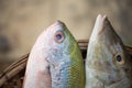 Fresh raw fish on white cutting board show ingredients of food Royalty Free Stock Photo