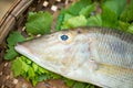 Fresh raw fish on white cutting board show ingredients of food Royalty Free Stock Photo