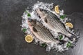 Fresh raw fishes with spices, lemon on ice over dark stone background. Creative layout made of fish, Seafood, top view, flat lay Royalty Free Stock Photo