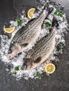 Fresh raw fishes with spices, lemon on ice over dark stone background. Creative layout made of fish, Seafood, top view, flat lay Royalty Free Stock Photo