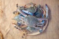 Fresh raw flower crab Portunus pelagicus Royalty Free Stock Photo