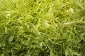 Fresh raw frisee lettuce Royalty Free Stock Photo