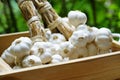 Fresh raw garlic wooden box, copy space, outdoor kitchen raw ingredient concept Royalty Free Stock Photo