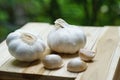 Fresh raw garlic on wooden table in garden, copy space, outdoor kitchen raw ingredient concept Royalty Free Stock Photo