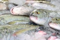 The fresh raw Giant Trevally Fish in the Rawai Seafood Market, Phuket, Thailand are ready for selling and exporting to the hotel Royalty Free Stock Photo