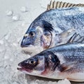 Fresh raw gilt-head bream and loup de mer