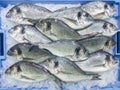 Fresh raw gilt-head bream Sparus aurata dorada fish at local m Royalty Free Stock Photo