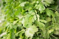 Fresh raw green cilantro. Farm seasonal spanish verdure, fruits and vegetables. Potherb