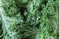 Fresh raw green curly-leaf kale or leaf cabbage, close up view. Healthy food, vegan diet, trendy salad and smoothie Royalty Free Stock Photo