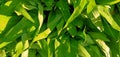 Kale leaf Background