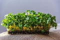 Fresh Raw Green Microgreens. Young leaves of radish. Healthy green fresh herbs Royalty Free Stock Photo