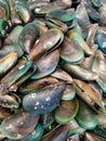 Fresh raw green mussels (Perna viridis)