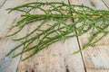 Fresh raw green samphire