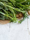 Fresh raw italian chicory, Puntarelle Royalty Free Stock Photo