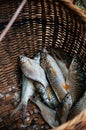 Fresh raw Java barb or silver barb fish shiny skin details in bamboo basket Royalty Free Stock Photo