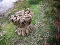 Fresh raw jute fiber on the green grass Royalty Free Stock Photo