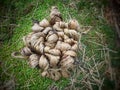 Fresh raw jute fiber on the green grass