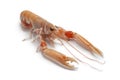 Fresh raw langoustine Royalty Free Stock Photo