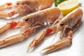 Fresh raw langoustines Royalty Free Stock Photo