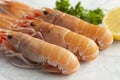 Fresh raw langoustines Royalty Free Stock Photo