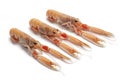 Fresh raw langoustines Royalty Free Stock Photo