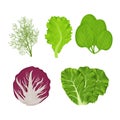Fresh, raw leaves of salad in cartoon style set. Dill, lettuce, Romain, spinach and radicchio isolated on white background.