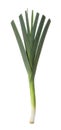 Fresh raw leek isolated on white. Ripe onion Royalty Free Stock Photo